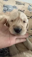Red, a female Golden Retriever and English Cream Golden Retriever for sale in Katy, TX – 2 of 9