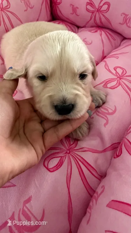 Purple – Golden Retriever, English Cream Golden Retriever puppy for sale in Katy, TX