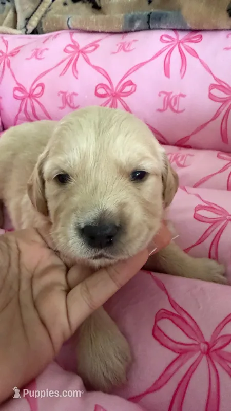Pink – Golden Retriever, English Cream Golden Retriever puppy for sale in Katy, TX