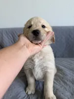 Pink, a male Golden Retriever and English Cream Golden Retriever for sale in Katy, TX – 1 of 9