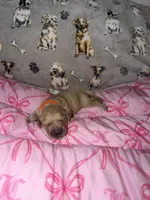 Orange, a female Golden Retriever for sale in Katy, TX – Photo 1 of 7