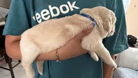 Blue, a female Golden Retriever and English Cream Golden Retriever for sale in Katy, TX – 3 of 9