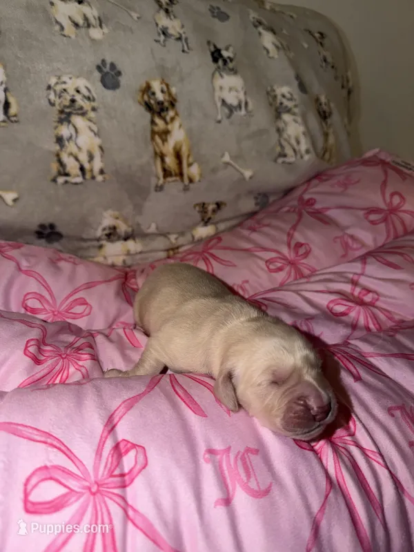 Green – Golden Retriever puppy for sale in Katy, TX