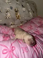 Green, a male Golden Retriever for sale in Katy, TX – Photo 1 of 7