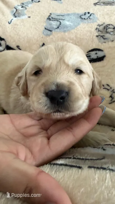 Black – Golden Retriever, English Cream Golden Retriever puppy for sale in Katy, TX