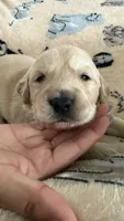 Black, a female Golden Retriever and English Cream Golden Retriever for sale in Katy, TX – 2 of 9