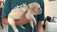 Brown, a male Golden Retriever and English Cream Golden Retriever for sale in Katy, TX – 3 of 9