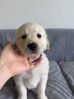 Purple, a female Golden Retriever and English Cream Golden Retriever for sale in Katy, TX – 1 of 7