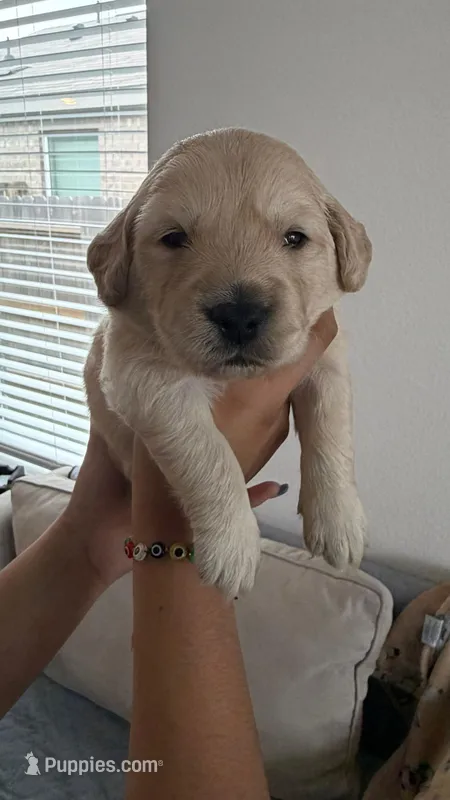 Brown – Golden Retriever, English Cream Golden Retriever puppy for sale in Katy, TX