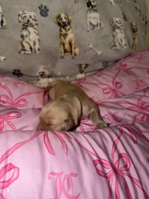Black – Golden Retriever puppy for sale in Katy, TX