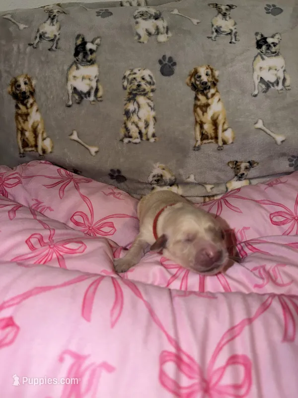 Red – Golden Retriever puppy for sale in Katy, TX