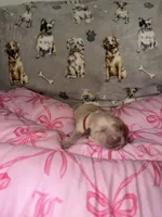 Red, a female Golden Retriever for sale in Katy, TX – Photo 1 of 7