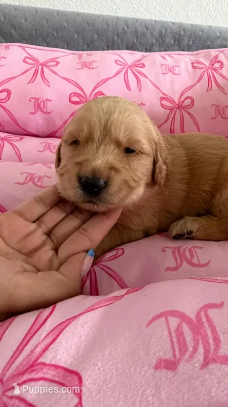 light green – Golden Retriever, English Cream Golden Retriever puppy for sale in Katy, TX