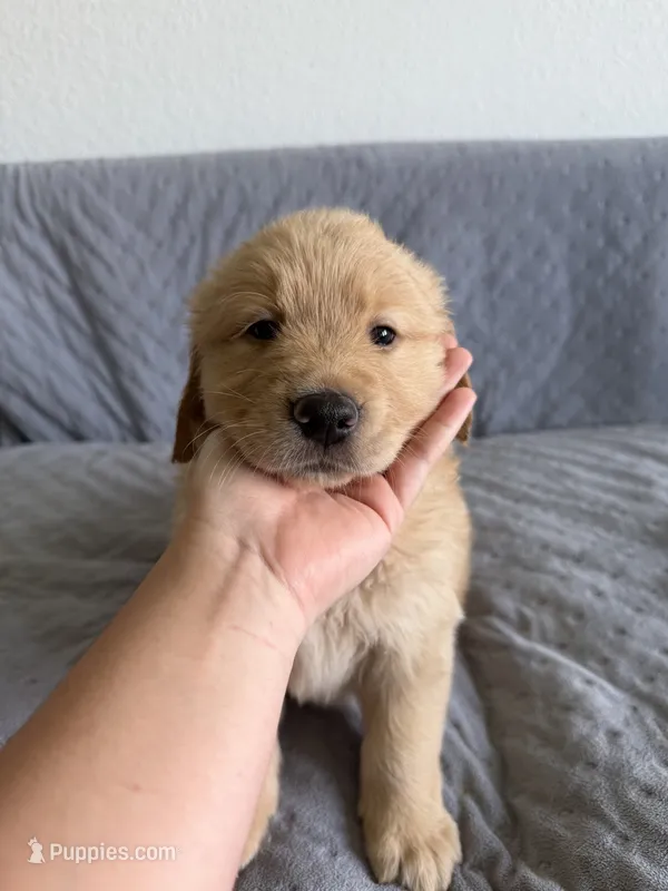 light green – Golden Retriever, English Cream Golden Retriever puppy for sale in Katy, TX