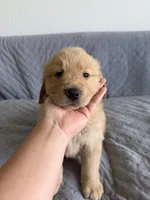 light green, a female Golden Retriever and English Cream Golden Retriever for sale in Katy, TX – 1 of 8