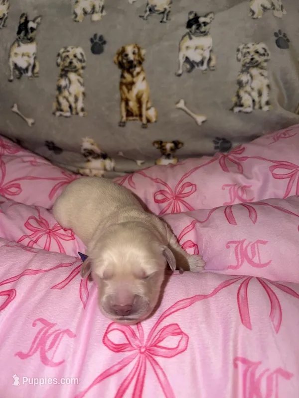 Purple – Golden Retriever puppy for sale in Katy, TX