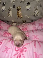 Purple, a female Golden Retriever for sale in Katy, TX – Photo 1 of 7