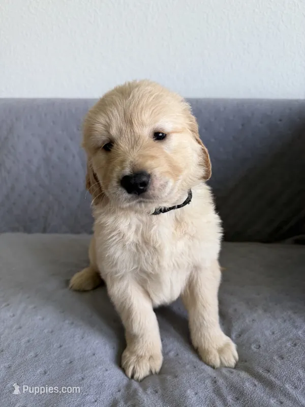 Black – Golden Retriever, English Cream Golden Retriever puppy for sale in Katy, TX