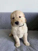 Black, a female Golden Retriever and English Cream Golden Retriever for sale in Katy, TX – 1 of 9