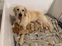 light green, a female Golden Retriever and English Cream Golden Retriever for sale in Katy, TX – Photo 6 of 8