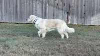 light green, a female Golden Retriever and English Cream Golden Retriever for sale in Katy, TX – Photo 8 of 8