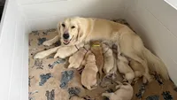 light green, a female Golden Retriever and English Cream Golden Retriever for sale in Katy, TX – Photo 5 of 8