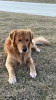 light green, a female Golden Retriever and English Cream Golden Retriever for sale in Katy, TX – Photo 7 of 8