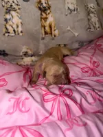 light green, a female Golden Retriever and English Cream Golden Retriever for sale in Katy, TX – Photo 1 of 8