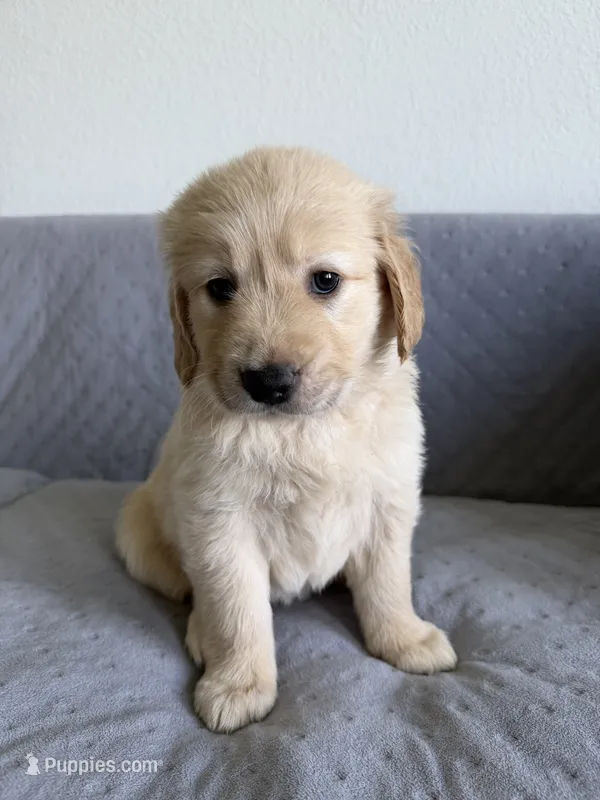Red – Golden Retriever, English Cream Golden Retriever puppy for sale in Katy, TX
