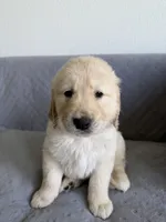 Green, a male Golden Retriever and English Cream Golden Retriever for sale in Katy, TX – 1 of 9