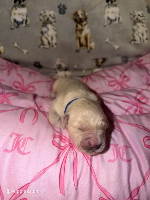 Blue – Golden Retriever puppy for sale in Katy, TX