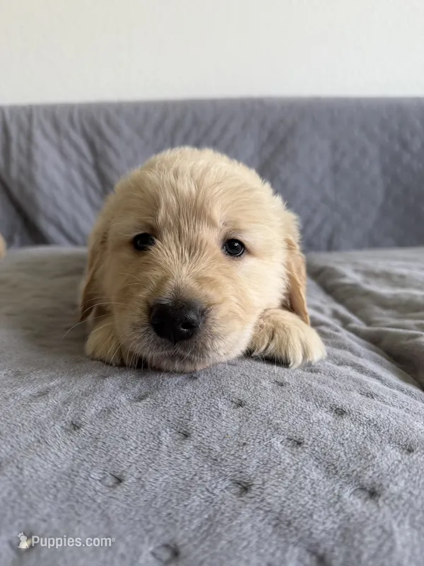 Blue – Golden Retriever, English Cream Golden Retriever puppy for sale in Katy, TX