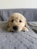 Blue, a female Golden Retriever and English Cream Golden Retriever for sale in Katy, TX – 1 of 9