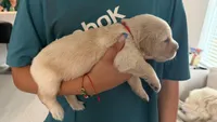 Red, a female Golden Retriever and English Cream Golden Retriever for sale in Katy, TX – 3 of 9