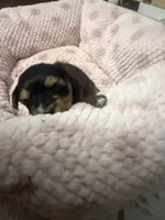 Blu, a female Yorkshire Terrier for sale in Blackstock, SC – 4 of 5