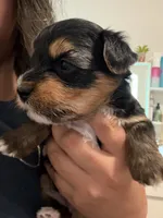 Blu, a female Yorkshire Terrier for sale in Blackstock, SC – 3 of 5