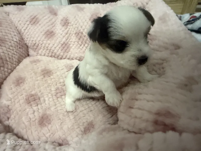 Amy – Yorkshire Terrier puppy for sale in Blackstock, SC