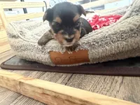 Blu, a female Yorkshire Terrier for sale in Blackstock, SC – 5 of 5