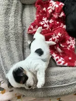 Amy, a female Yorkshire Terrier for sale in Blackstock, SC – 2 of 3