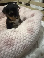 Blu, a female Yorkshire Terrier for sale in Blackstock, SC – 2 of 5