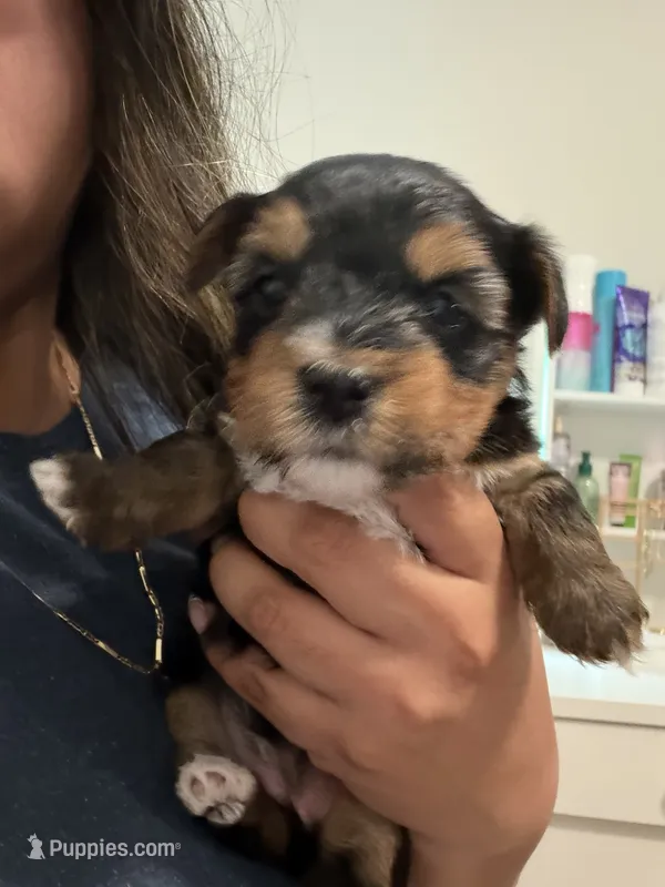 Blu – Yorkshire Terrier puppy for sale in Blackstock, SC