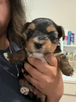Blu, a female Yorkshire Terrier for sale in Blackstock, SC – 1 of 5