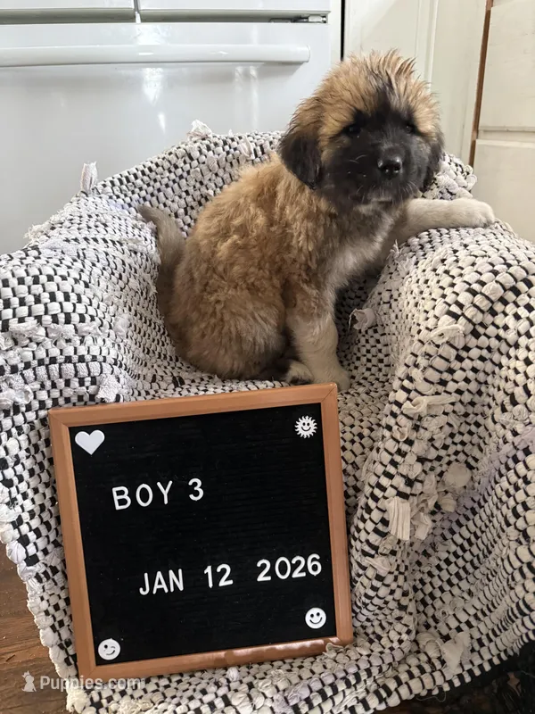 The LGD – Great Pyrenees puppy for sale in Bosworth, MO