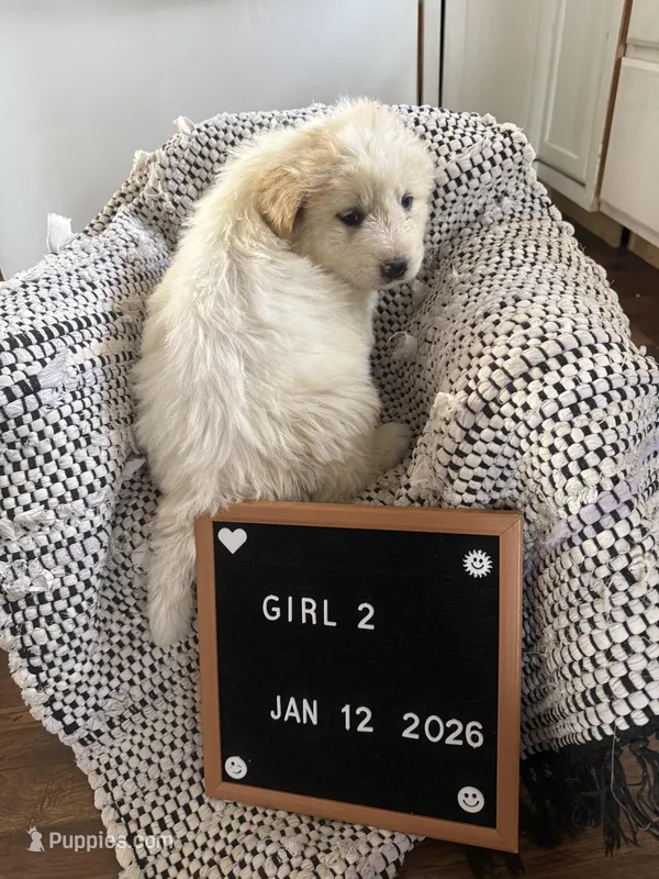 The LGD, a  Great Pyrenees for sale in Bosworth, MO – Photo 1 of 1