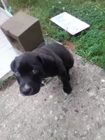 Midnight , a male American Pit Bull Terrier and Labrador Retriever for sale in Cincinnati, OH – 2 of 4