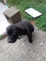 Midnight , a male American Pit Bull Terrier and Labrador Retriever for sale in Cincinnati, OH – 3 of 4