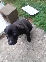 Midnight , a male American Pit Bull Terrier and Labrador Retriever for sale in Cincinnati, OH – 4 of 4