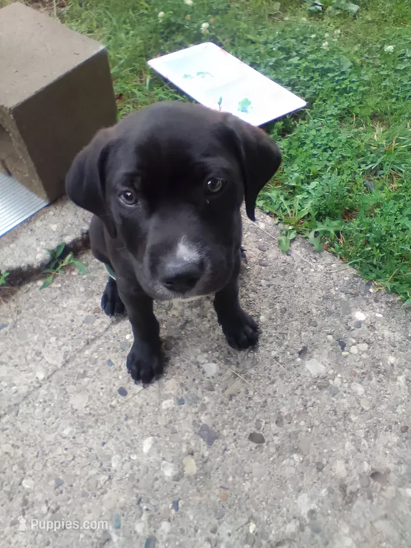 Midnight  – American Pit Bull Terrier, Labrador Retriever puppy for sale in Cincinnati, OH