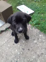 Midnight , a male American Pit Bull Terrier and Labrador Retriever for sale in Cincinnati, OH – 1 of 4