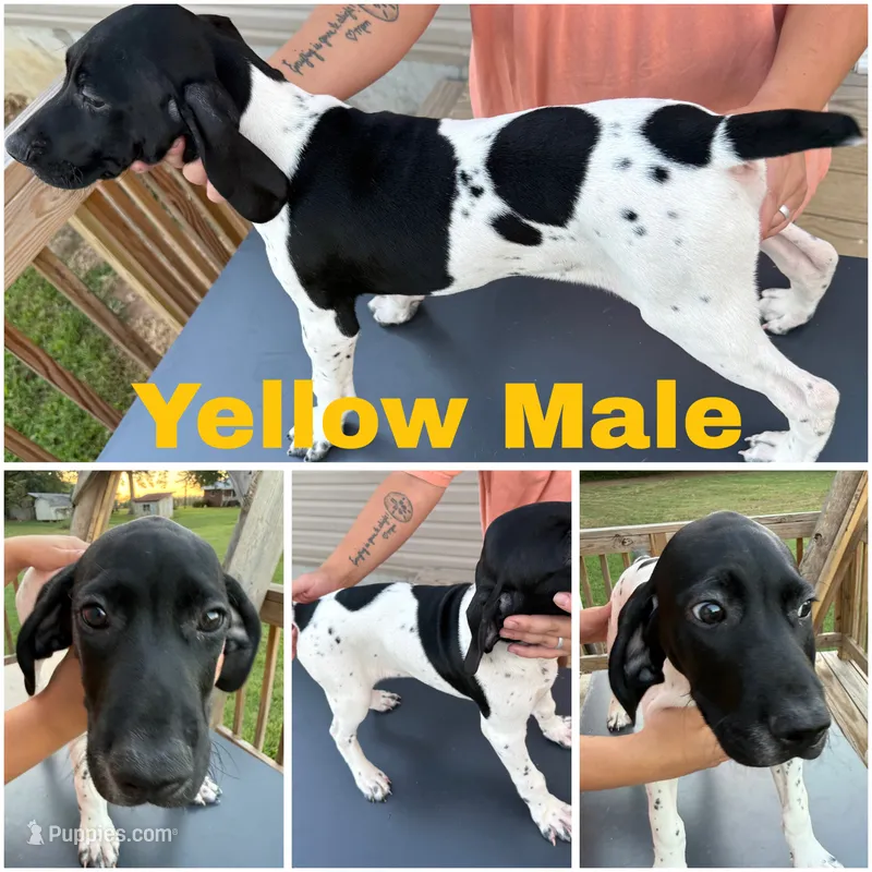 Grande – German Shorthaired Pointer puppy for sale in Reidsville, NC